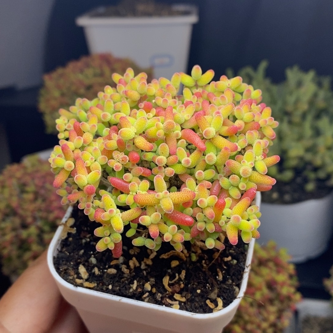 无花朵7号蜜橘糖球（直杆）7cm冠服