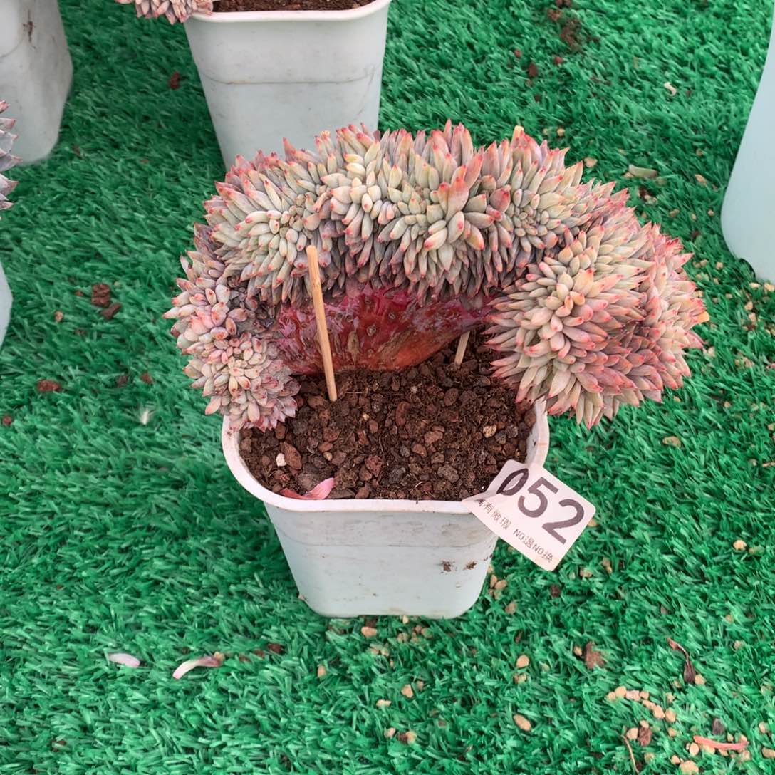 052橙子缀多肉植物