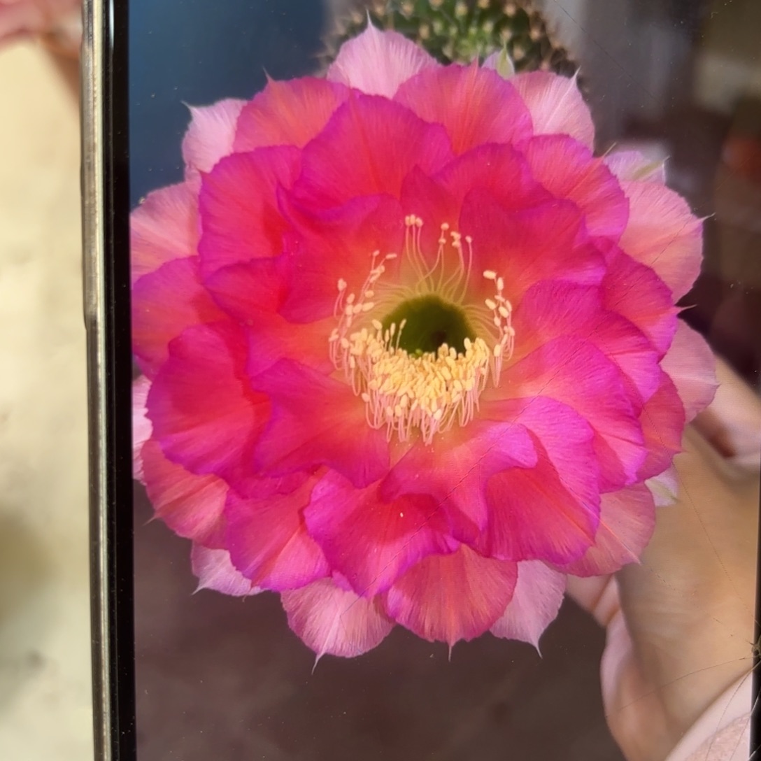 彩草青青女神7公分左右