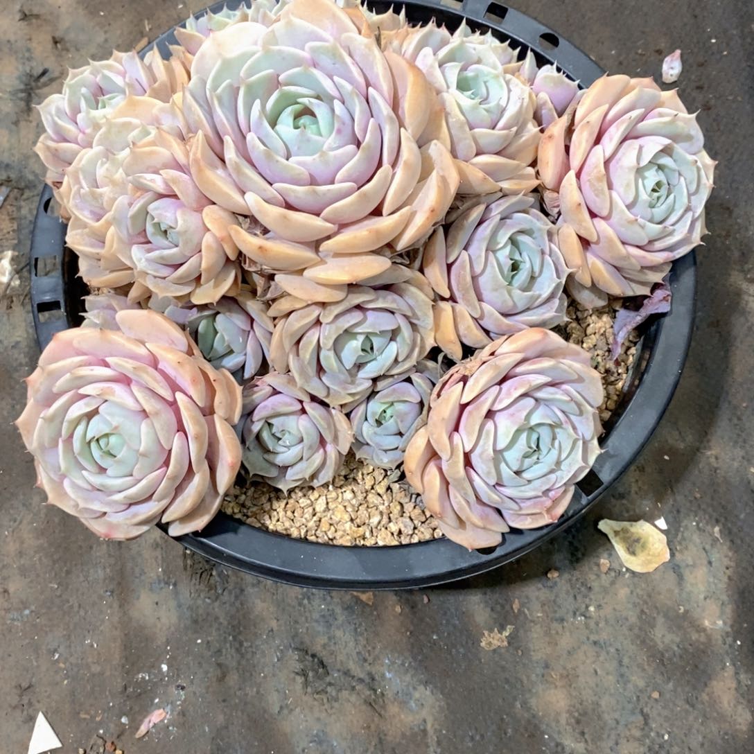 花***宿劳拉多肉植物老桩