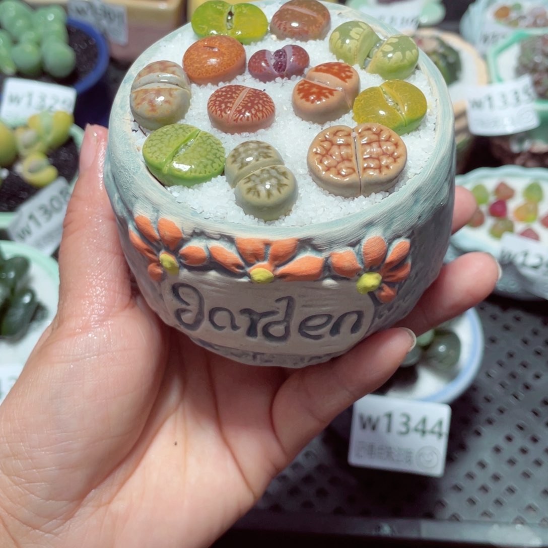 w1345 带盆土发货-零下地区拍保温箱