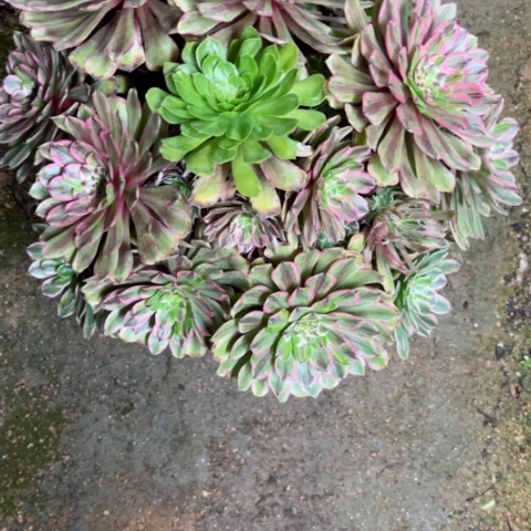 水**山多肉植物花脸粉黛锦，