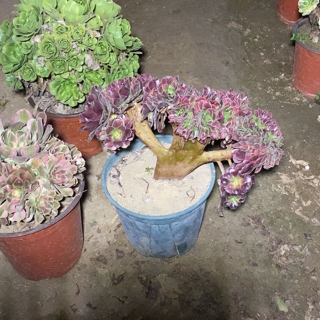 多肉植物六号美杜莎缀化