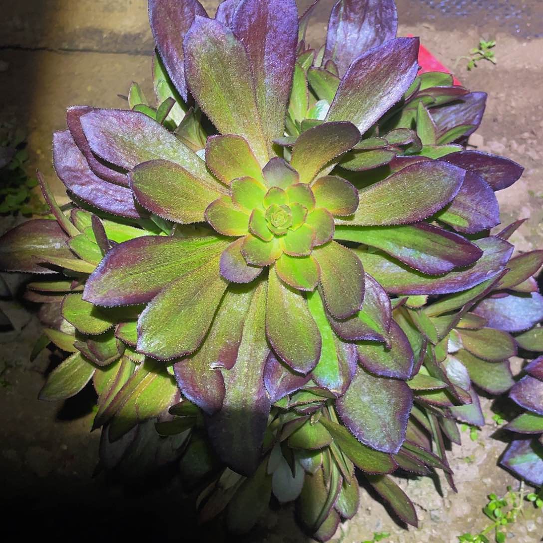 2289花无缺多肉植物