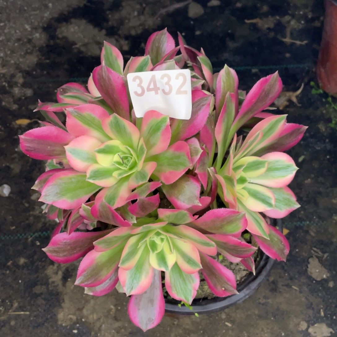 3432号冯女郎有砍过头