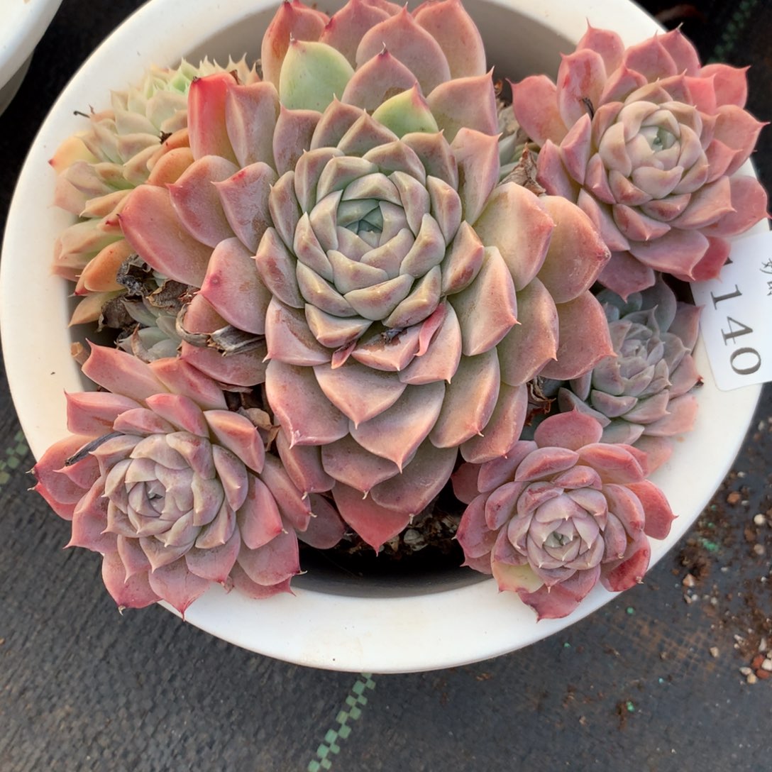 1140新年快乐发发发