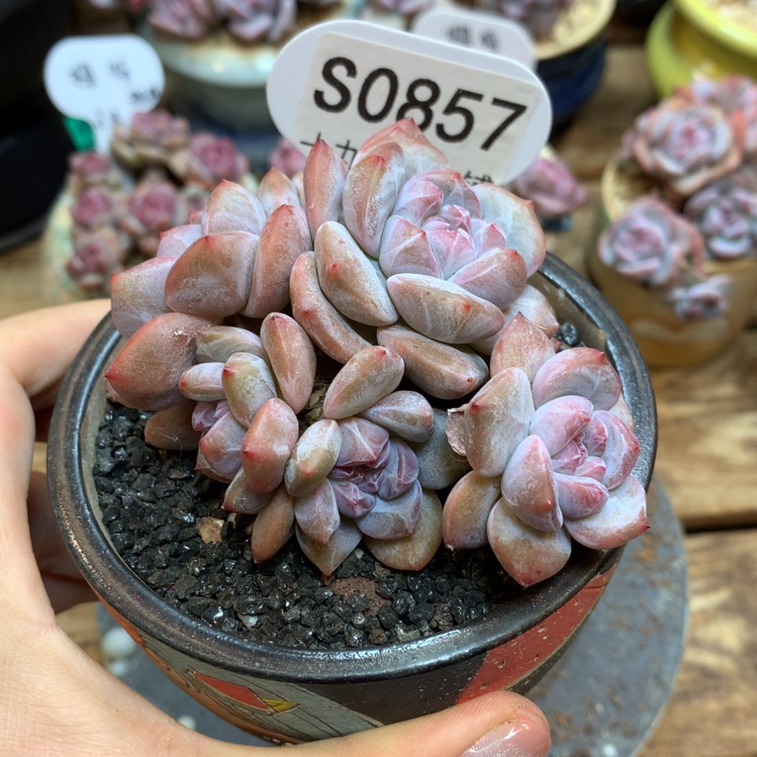 S0857 突尼斯 模特同款