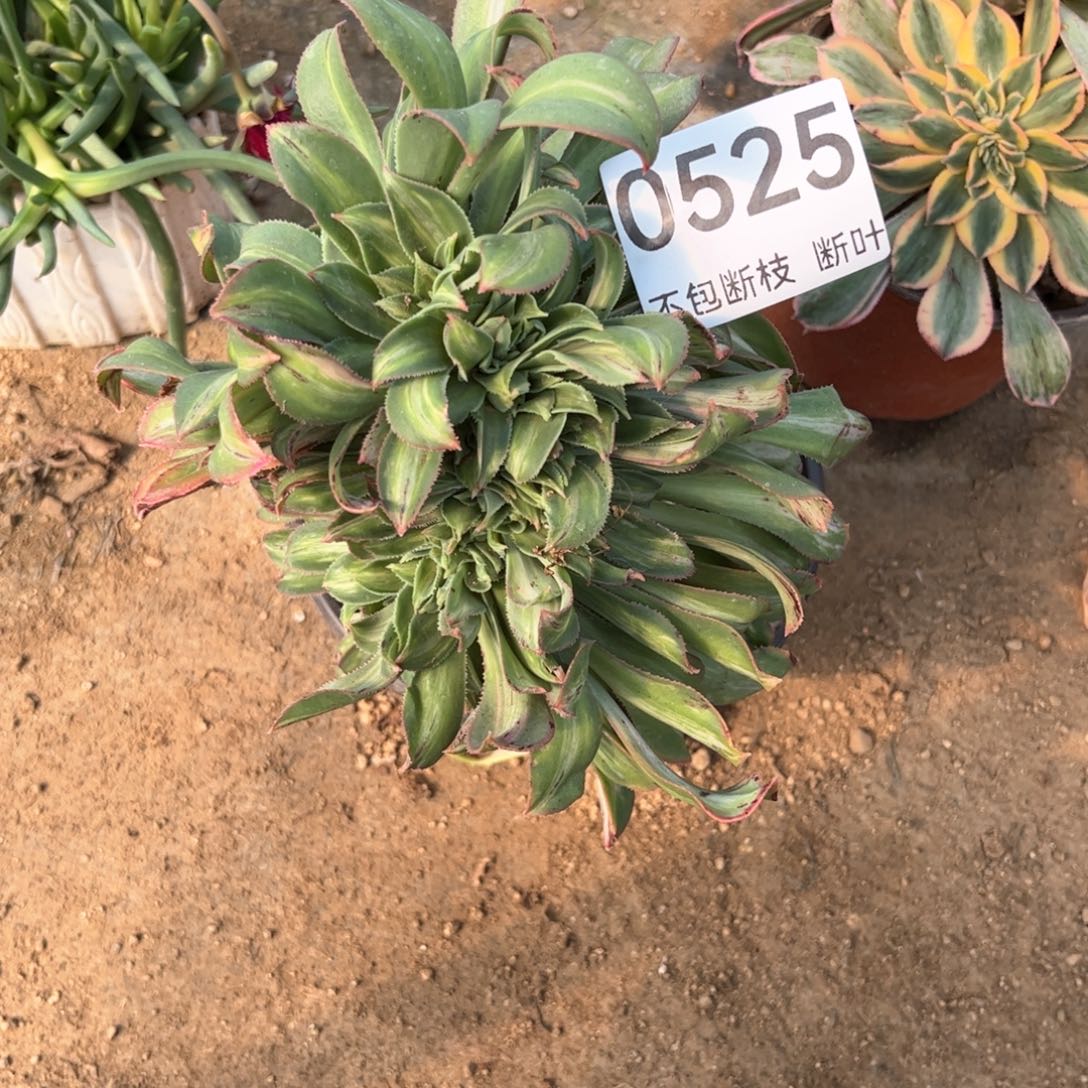 525号，黄中班缀化，脱土发货