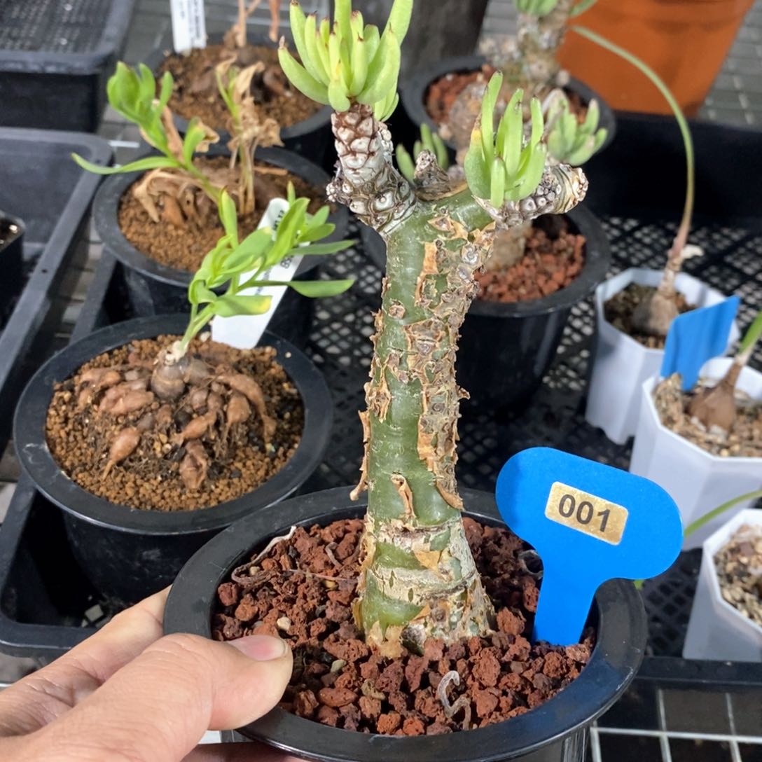 白象多肉植物产地