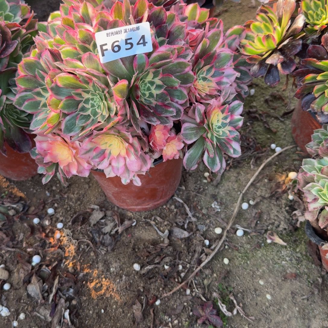 654玉芙蓉。多肉植物