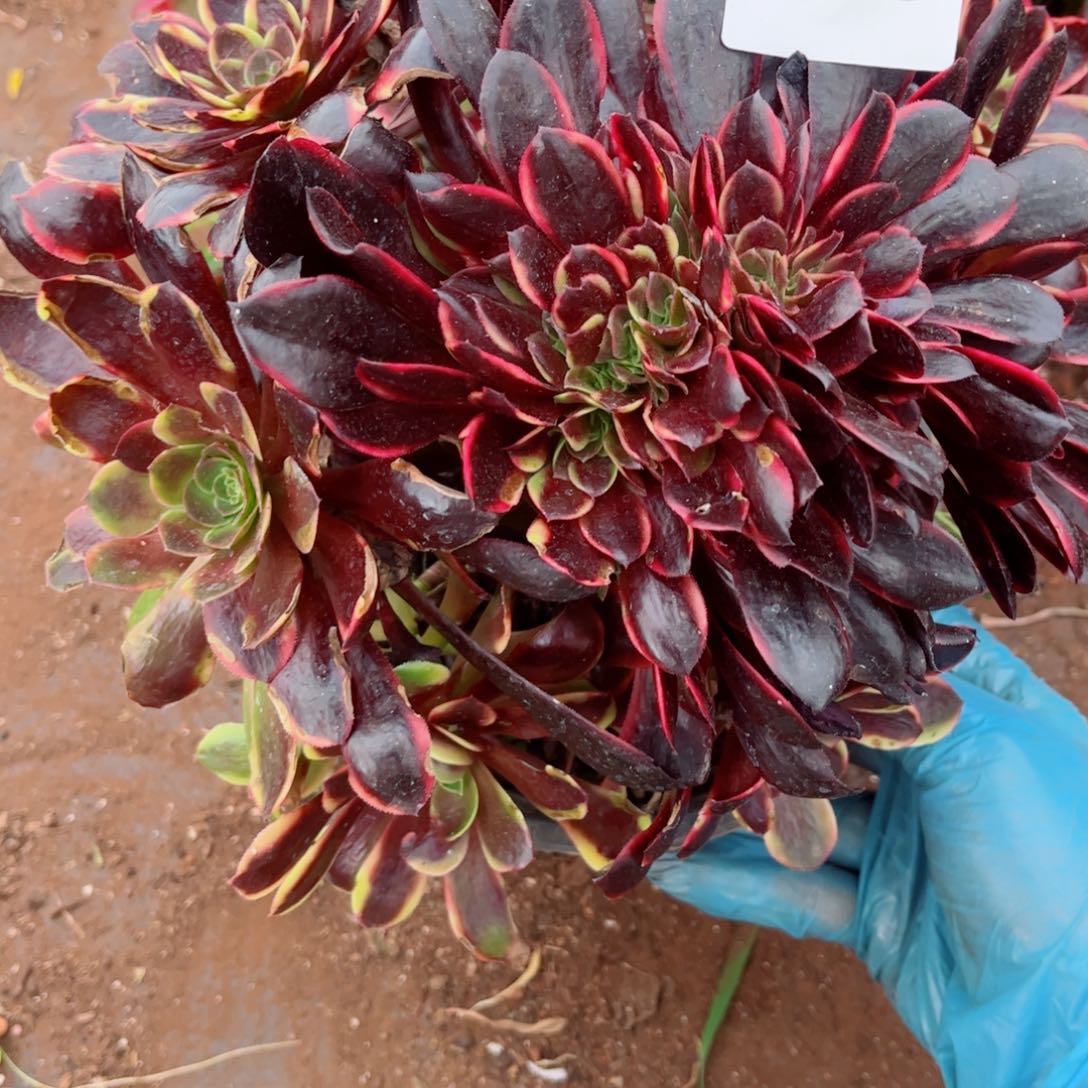 多肉植物105欧嘉莉