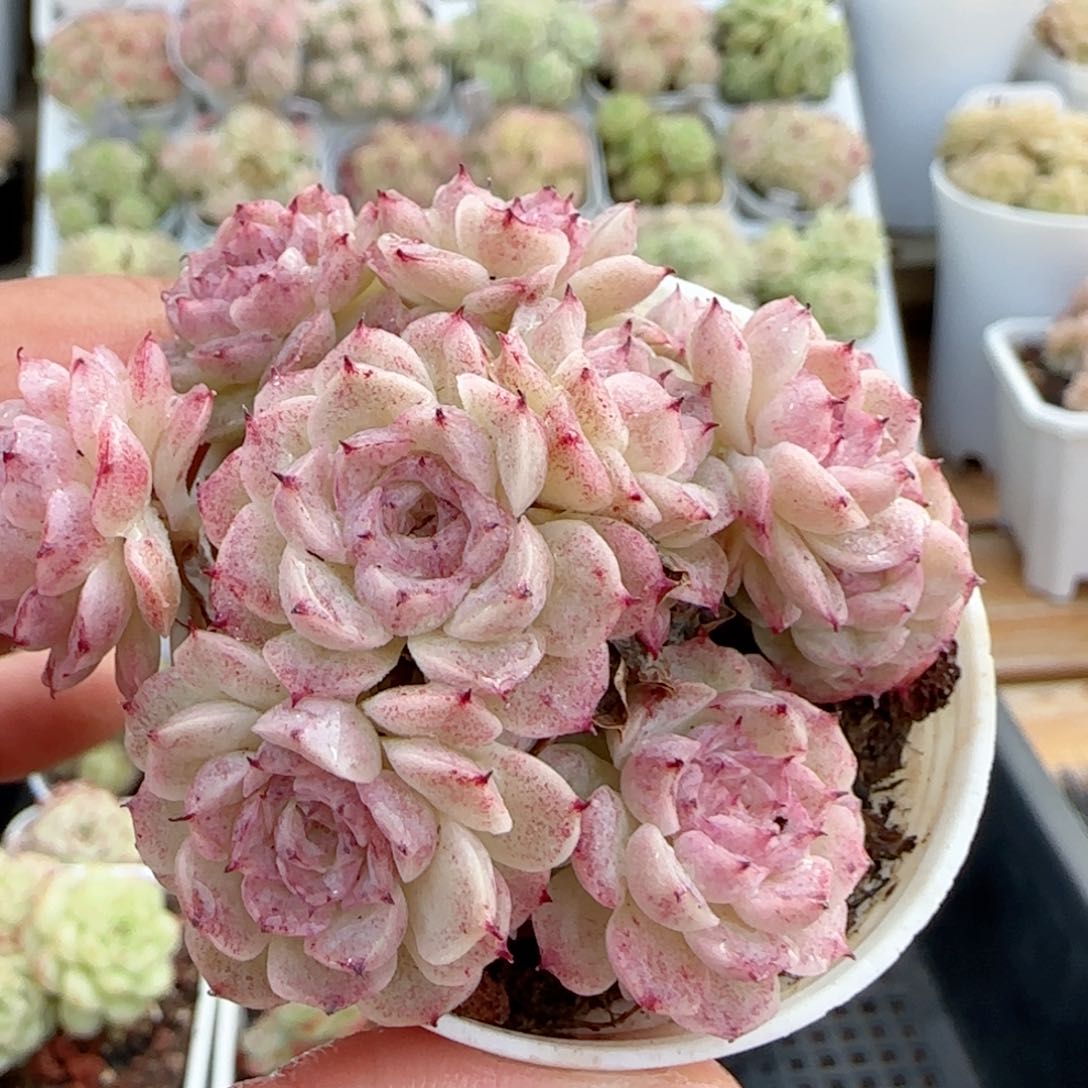 【闪购商品】0113-28花朵优选小魔仙