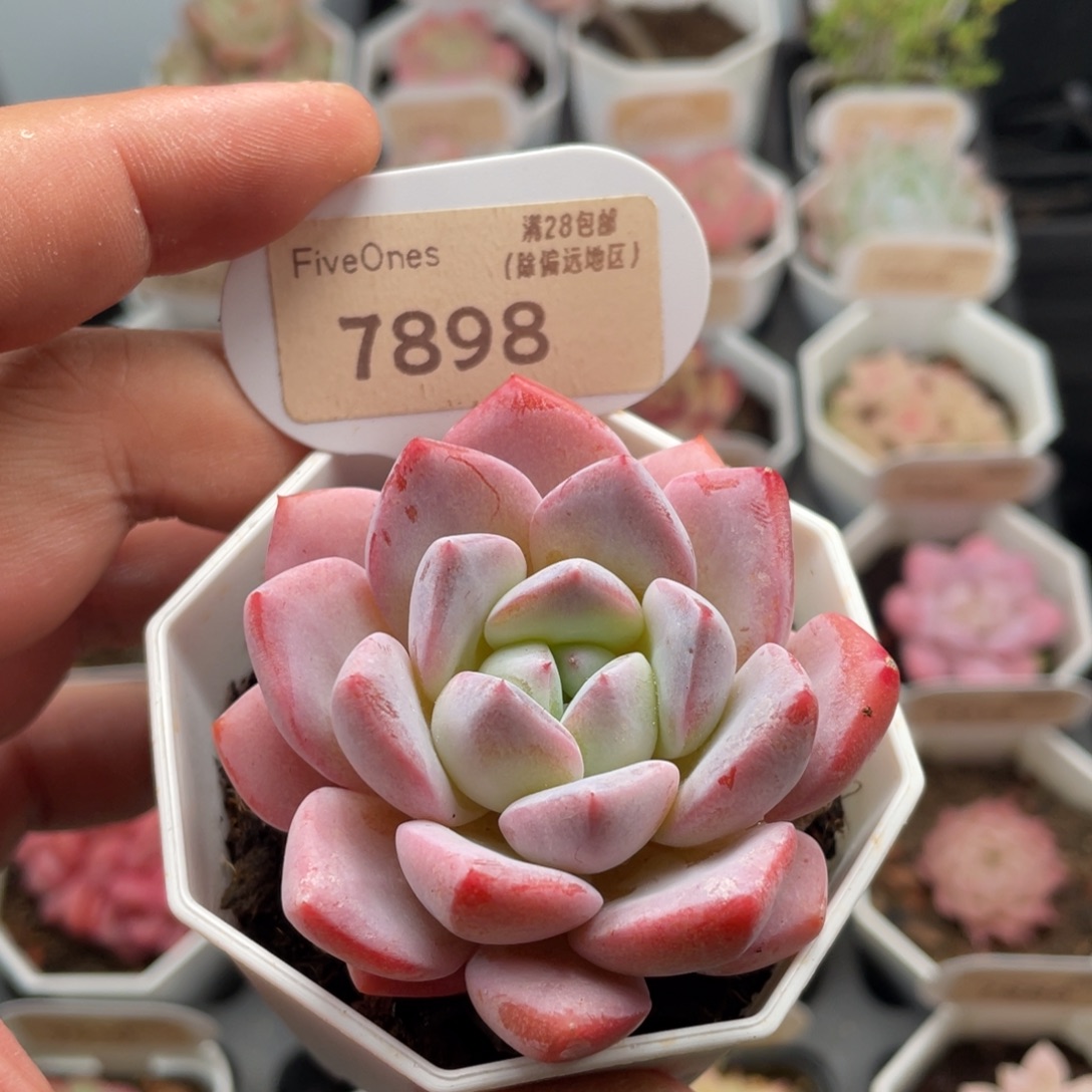 橙橙7898-6.0厘米
