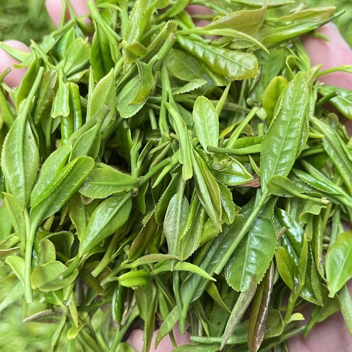 正宗日照绿茶浓香型板栗香耐冲泡手工茶叶