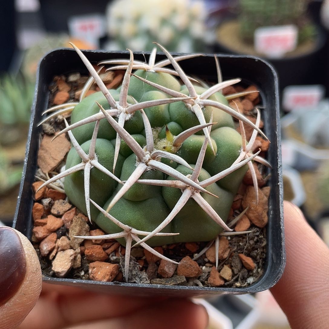 实生五十铃碧岩玉仙人球