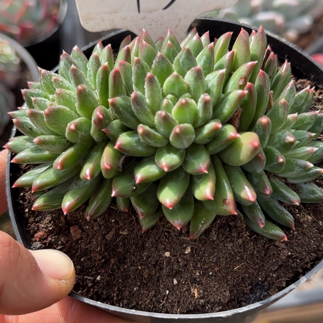 青花瓷暗纹130一物一拍包装收缩花旱