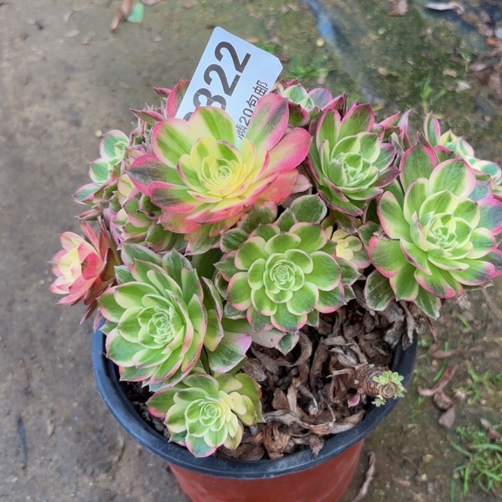 瑞妈多肉园艺，322.有个断枝