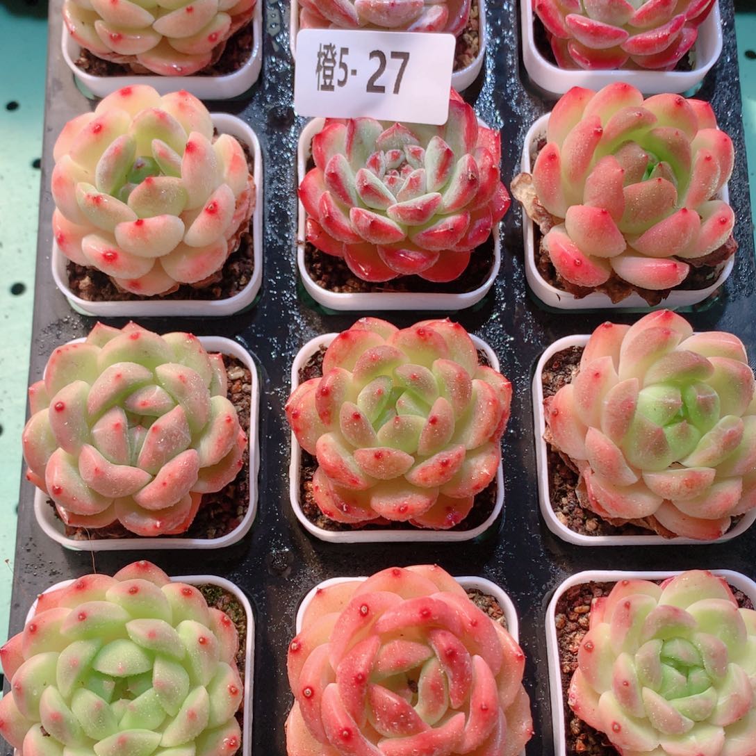 5-27一物一拍多肉带盆18颗