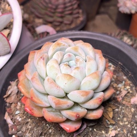 K*n多肉植物的植物