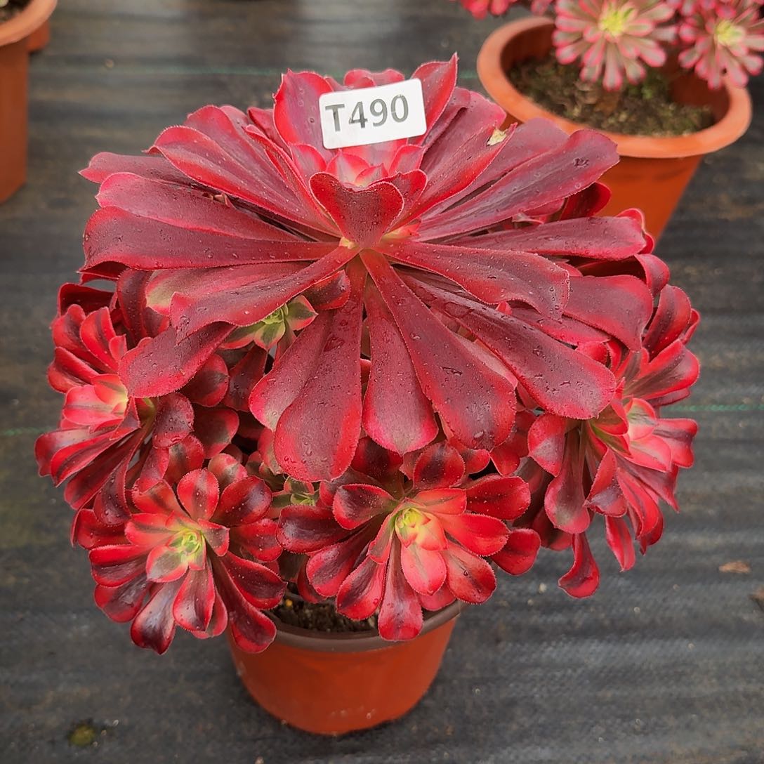 全部花朵张****锅490美杜莎44冠服24.5