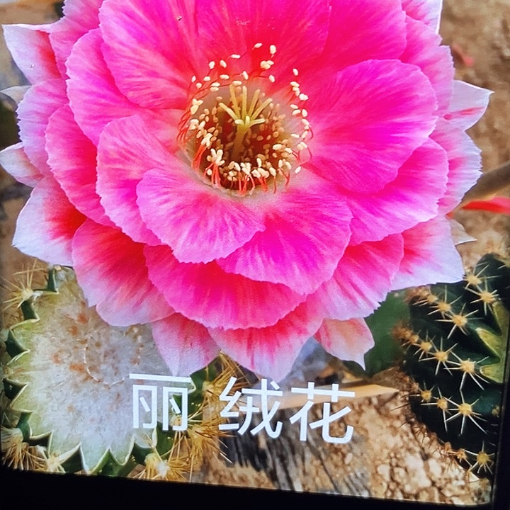 丽 绒花 /侧芽歪20包邮/3公分左右