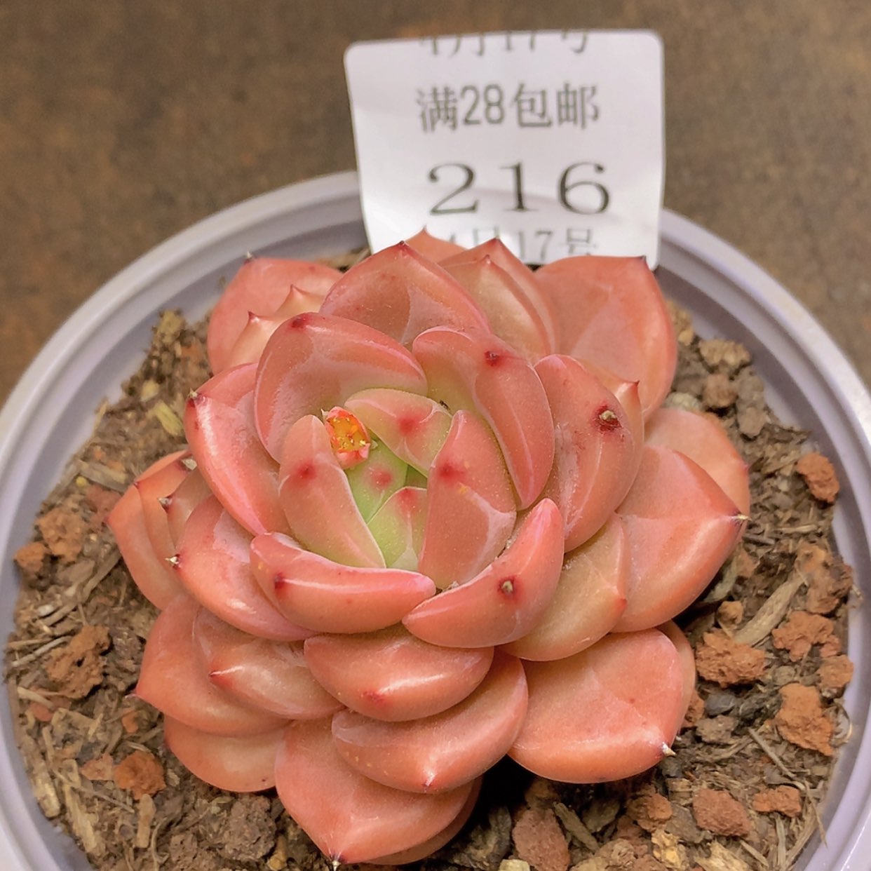 【闪购商品】云216号线