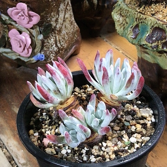 韩货原种仙女棒仙女