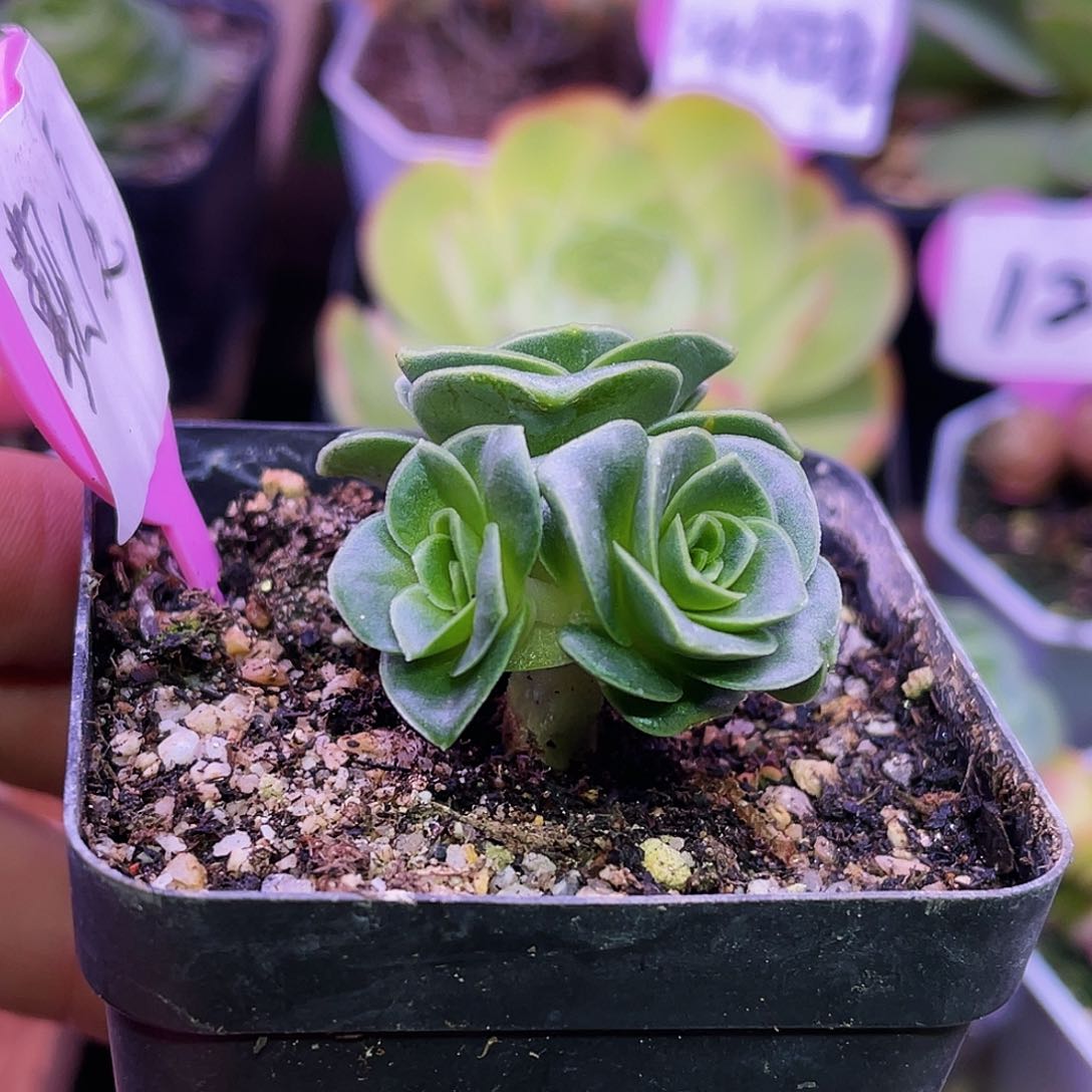 觐夏 小树 非偏远包邮 多肉