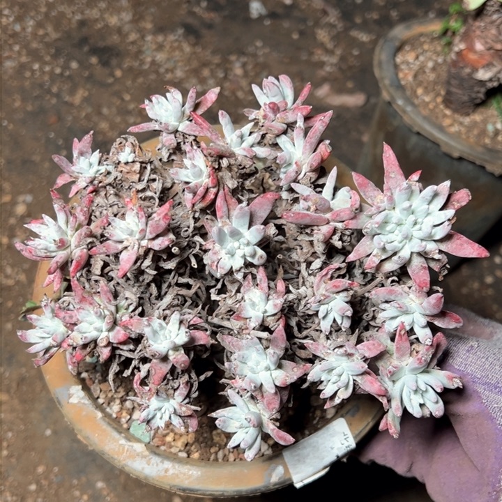 1287海瑟白菊哈哈哈哈哈哈哈多肉