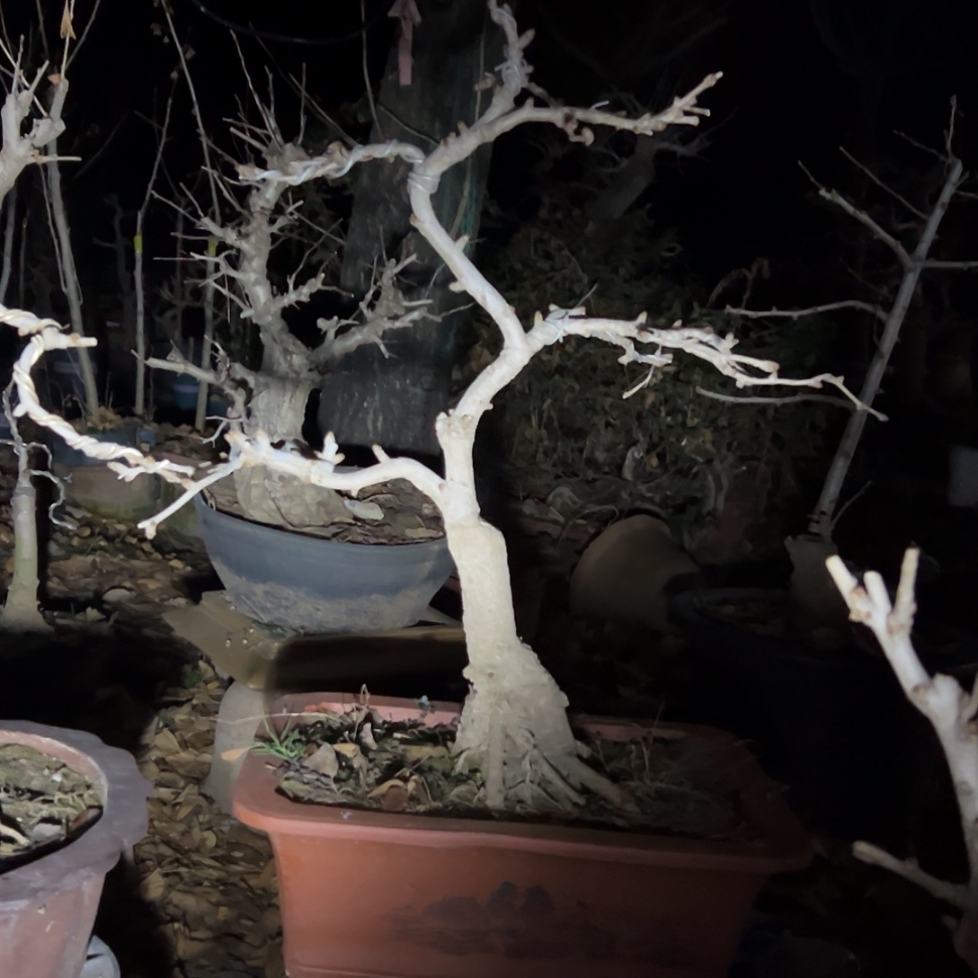 潮***无花朵银杏带盆发货