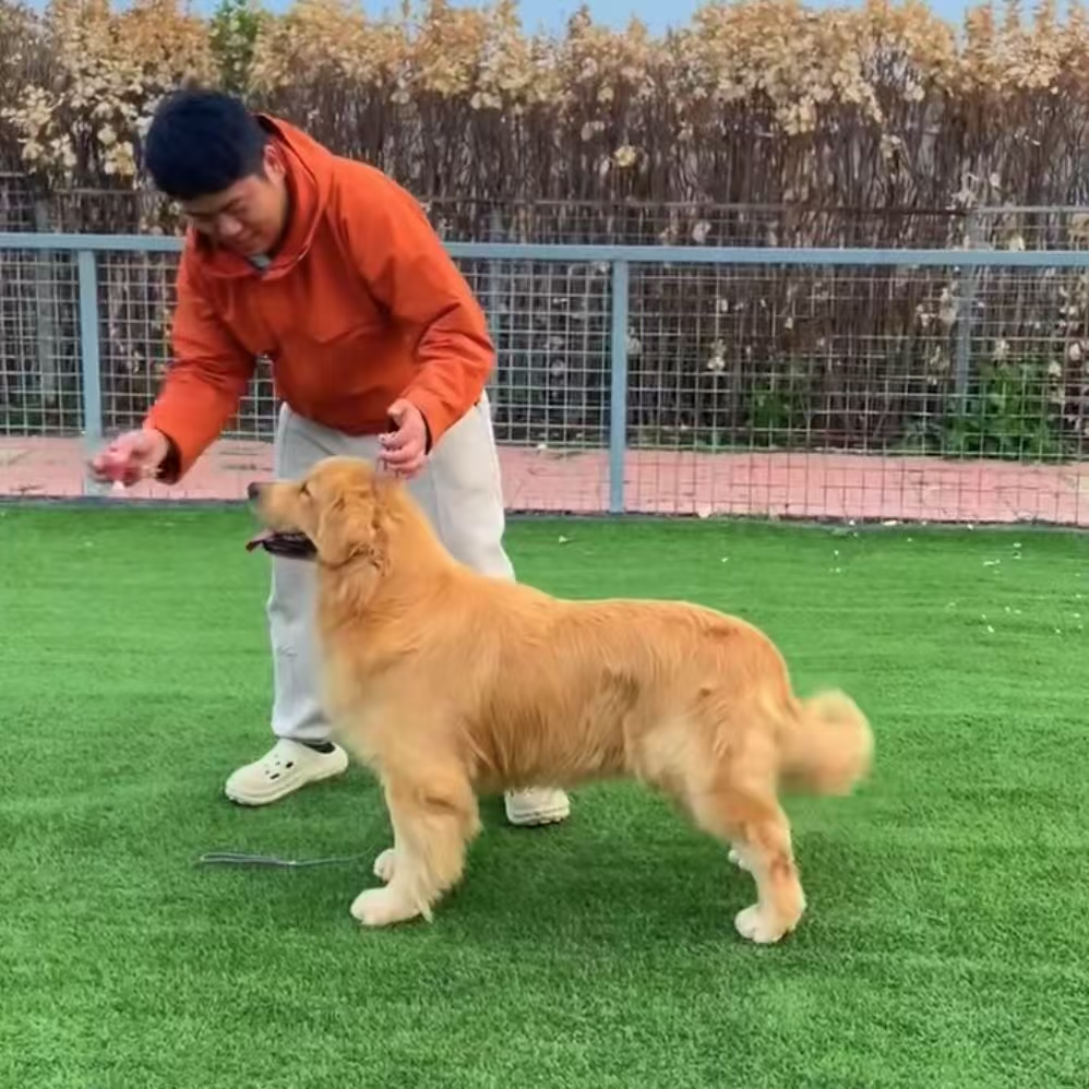 【金宠园金毛犬舍】金毛狗狗活体