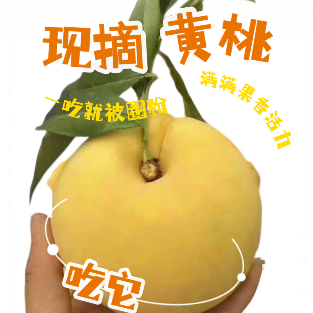 陕西西瑞黄桃产地直销 时令水果 现摘现发 净重4.8/9斤