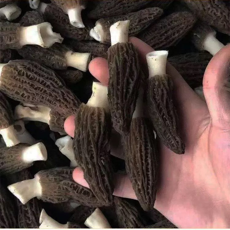 【顺丰包邮】新鲜羊肚菌现采现发