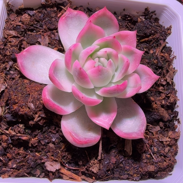 云梦泽东云锦多肉植物