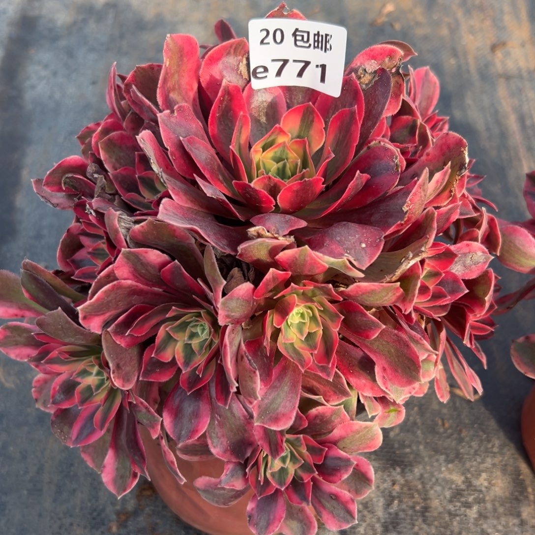 771女妖满20包邮嘟叮熊