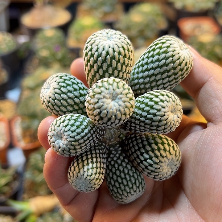 20号金巧殿根芽8公分