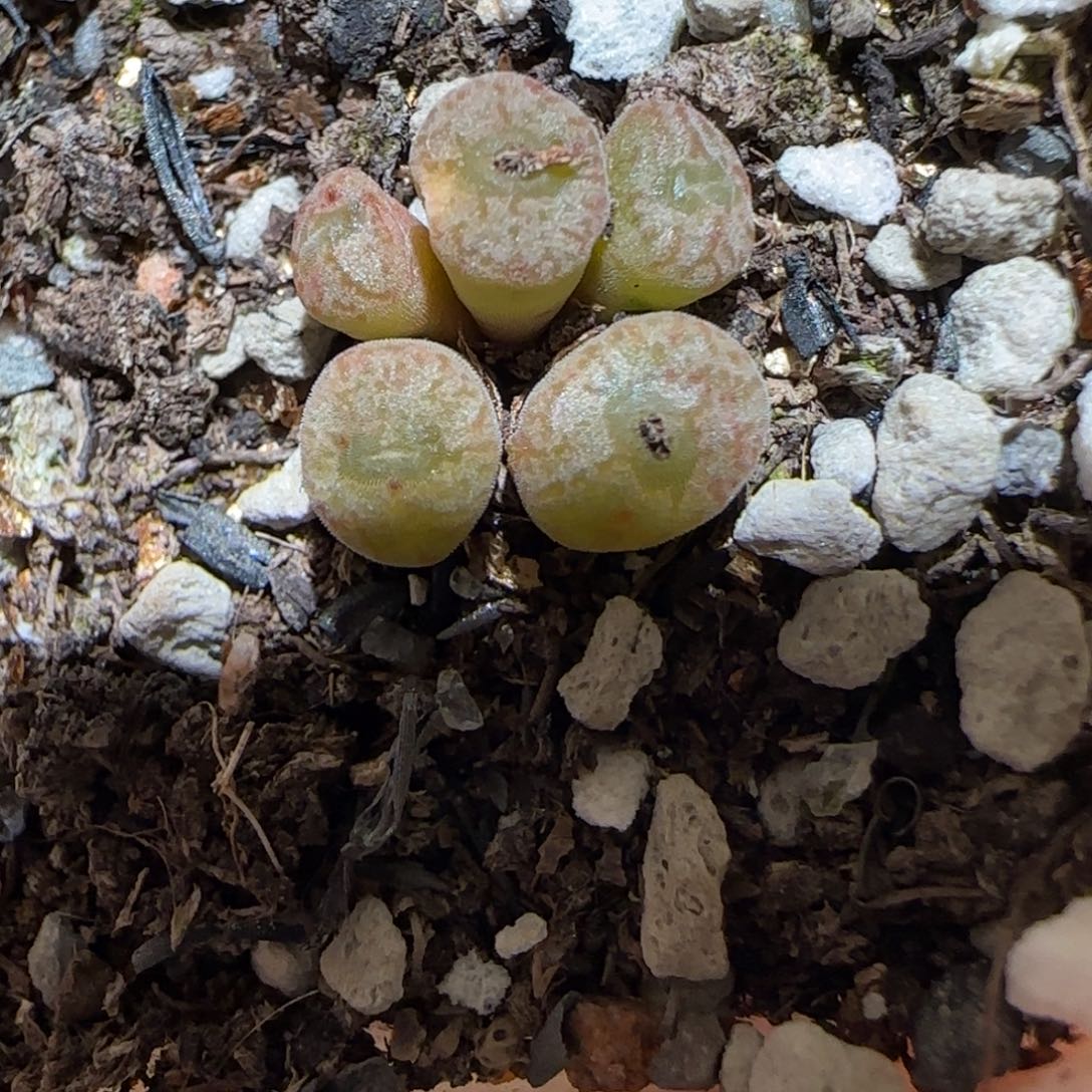 肉锥多肉植物百科-大S、901