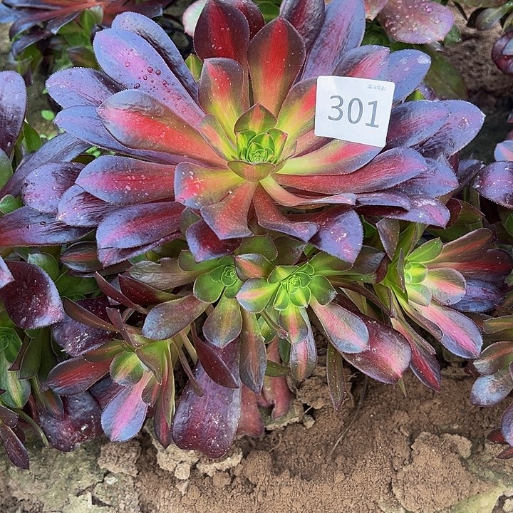 301美杜莎中班新桩2