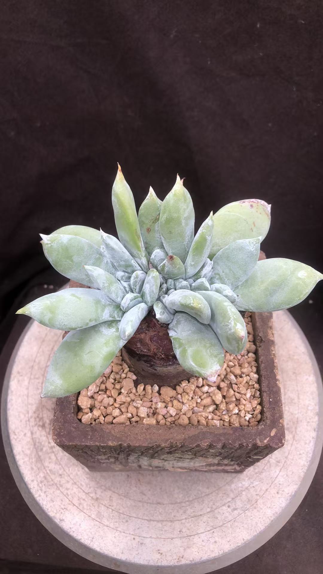 多肉植物牡丹苹果叶缀化精控老桩