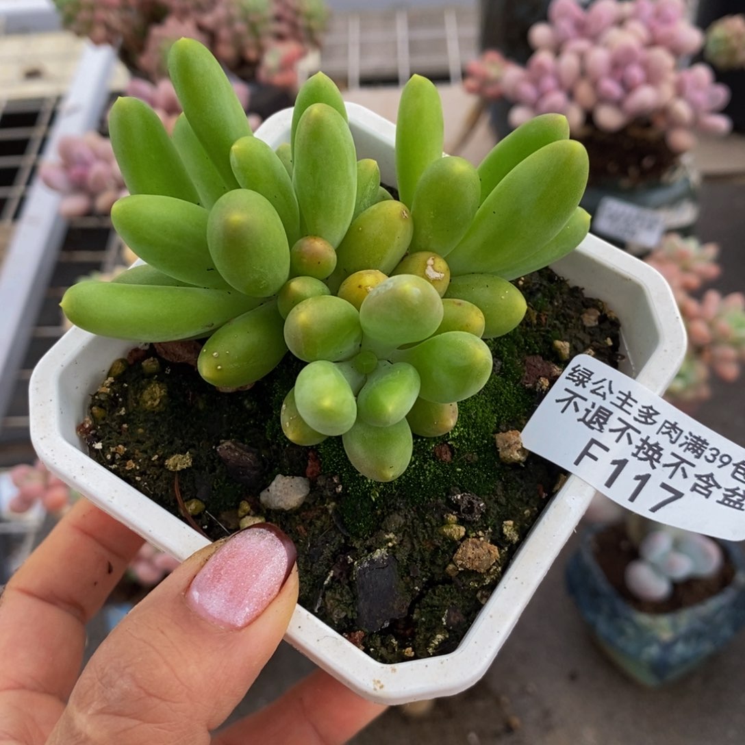 芒果奶酪金蟾117/7c m