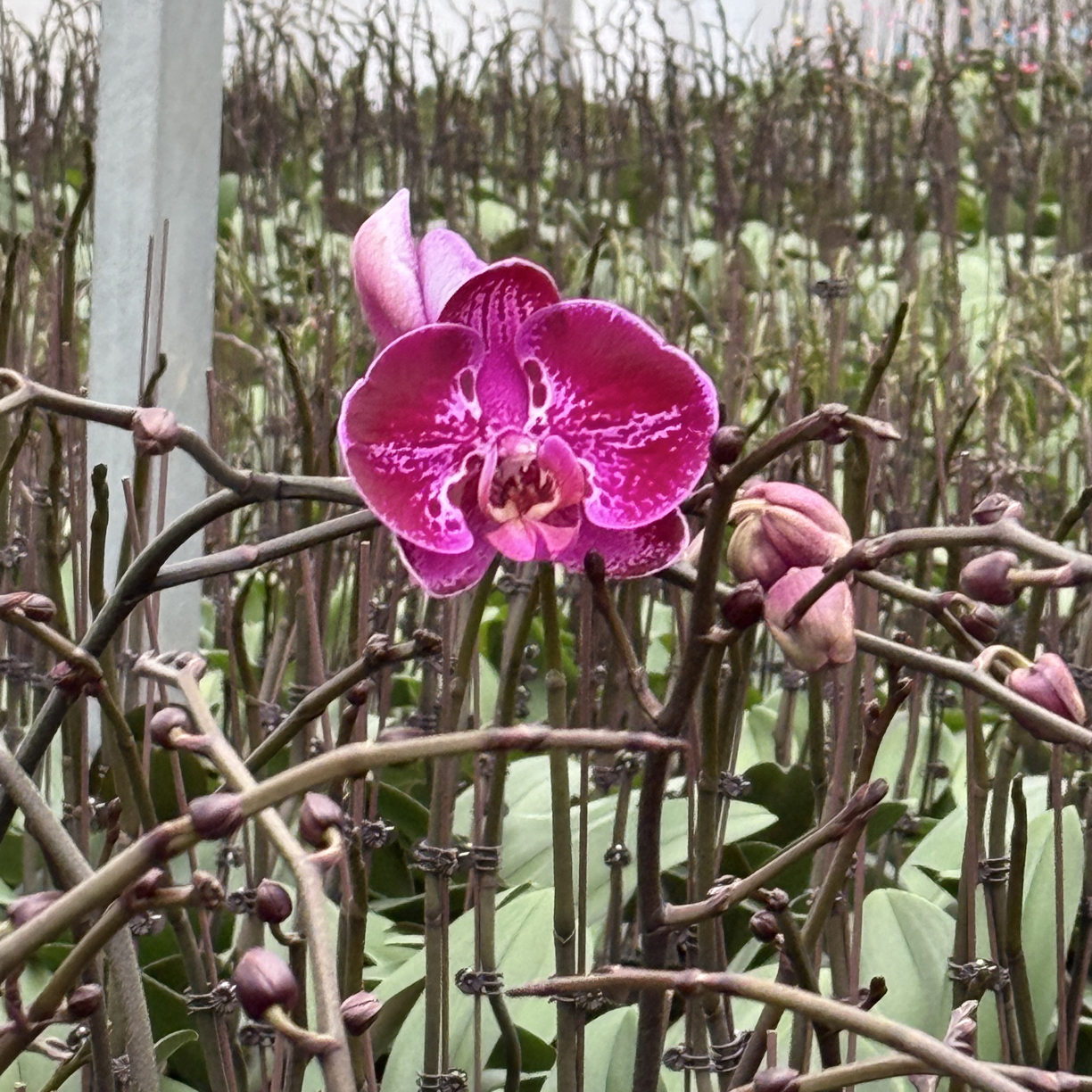 蝴蝶兰黑豹3.5寸杯带花剑带花苞