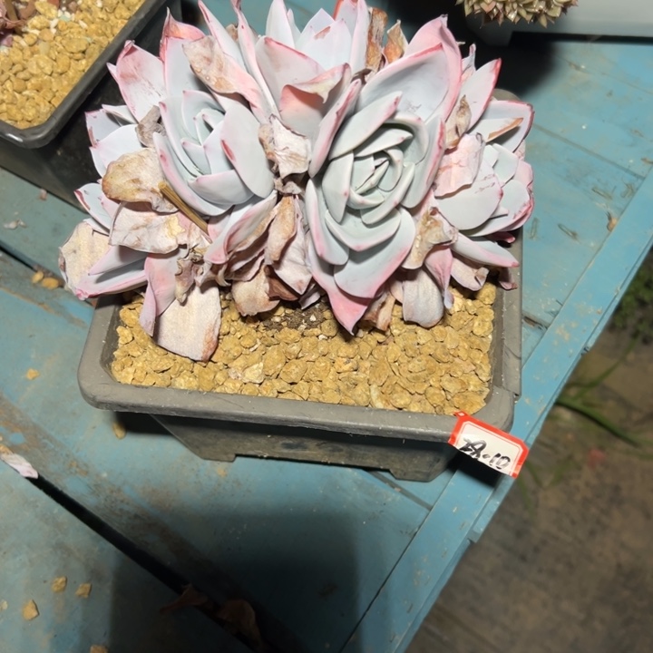爱****精品多肉植物老桩白莲缀