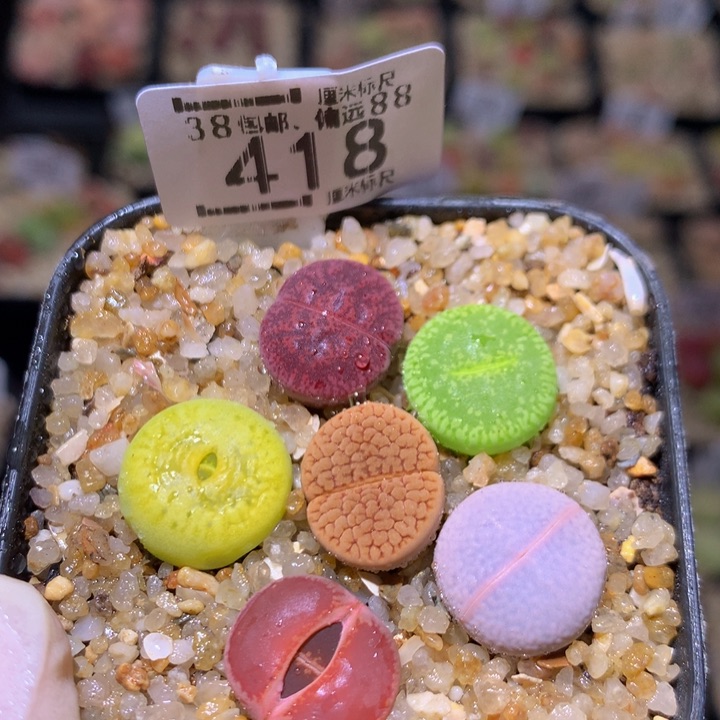 Sss精品生石花418