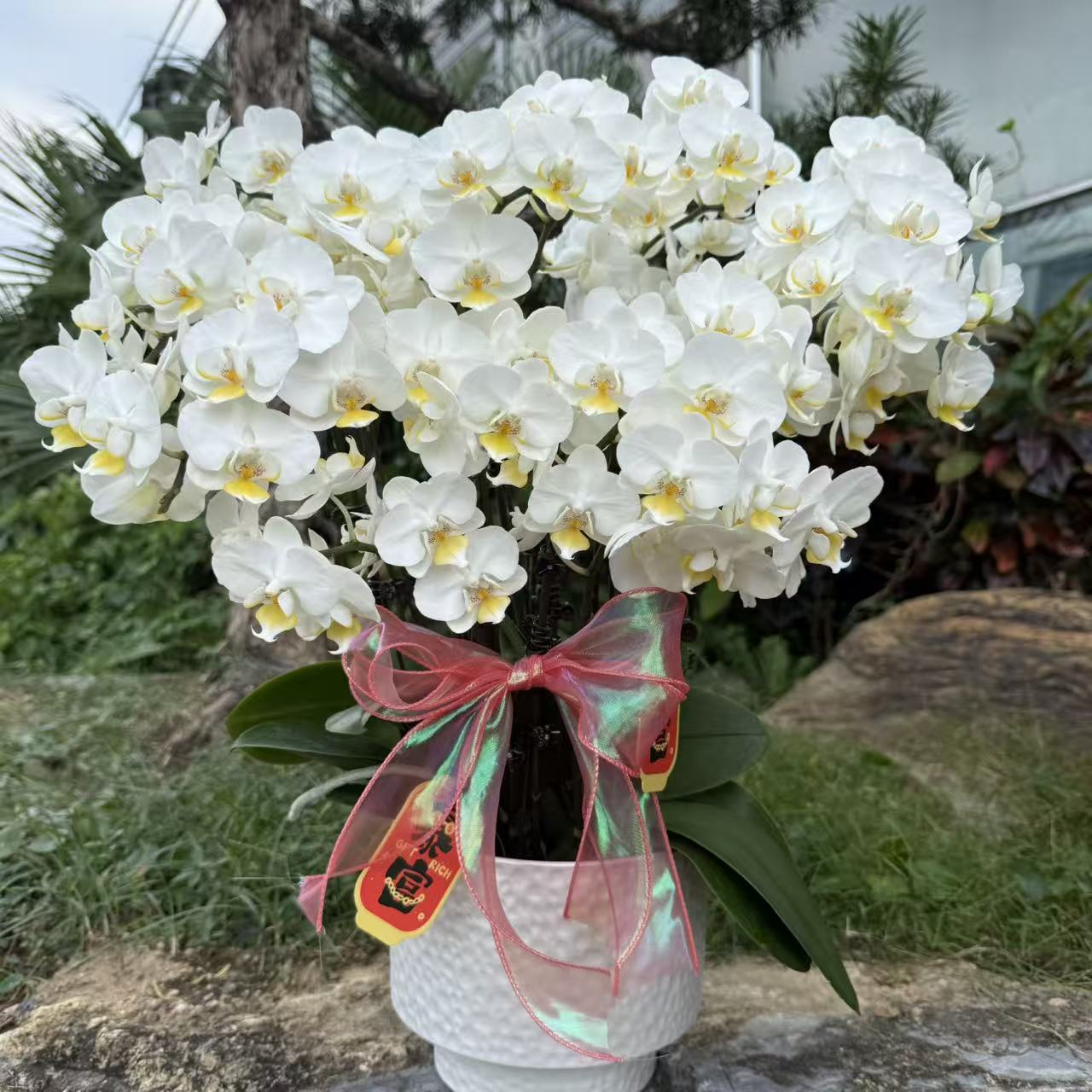 蝴蝶兰 《白梅花》 白色系小花型 爆花机器 开花劳模 真花 室内花