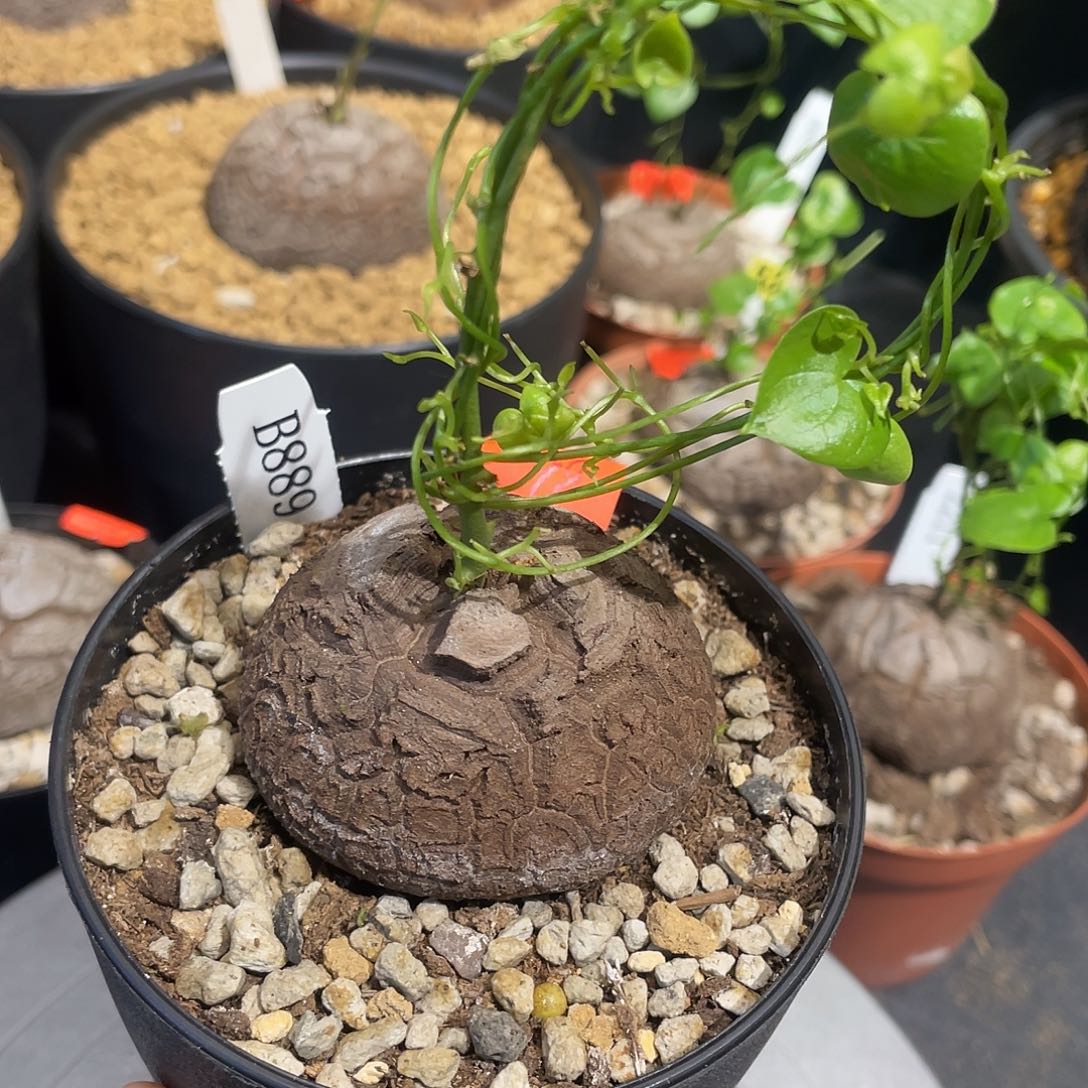 889号龟甲龙不退不换