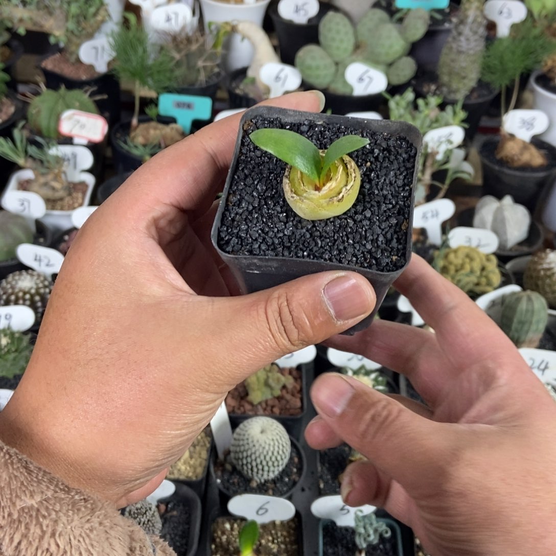 腊叶百合一物一拍