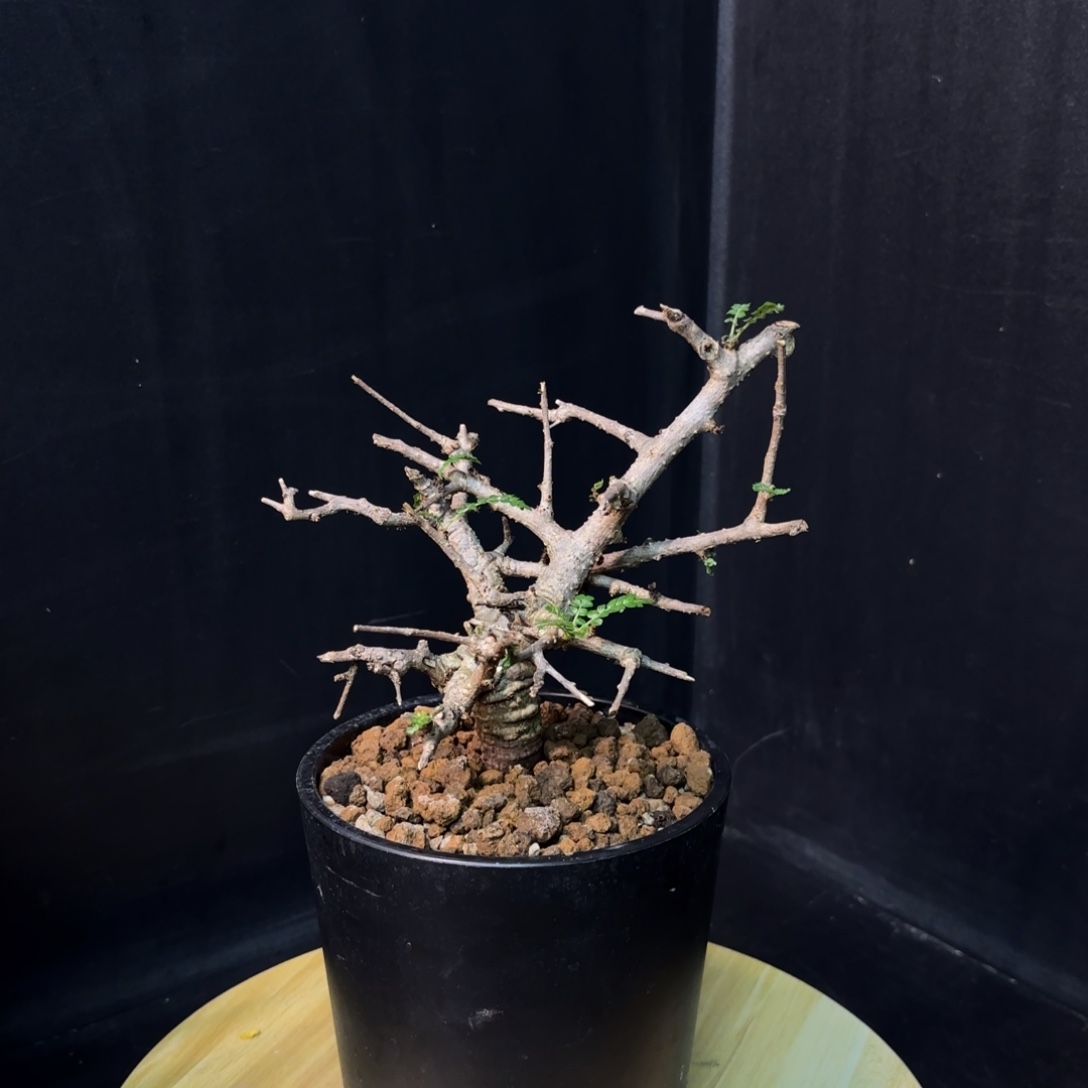 尼勒达乳香产地带盆