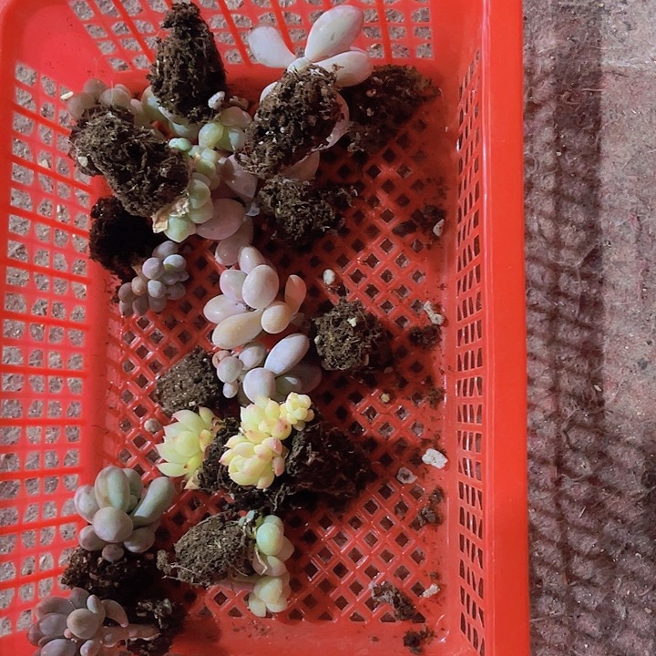 晓*精品福利小穴苗3号