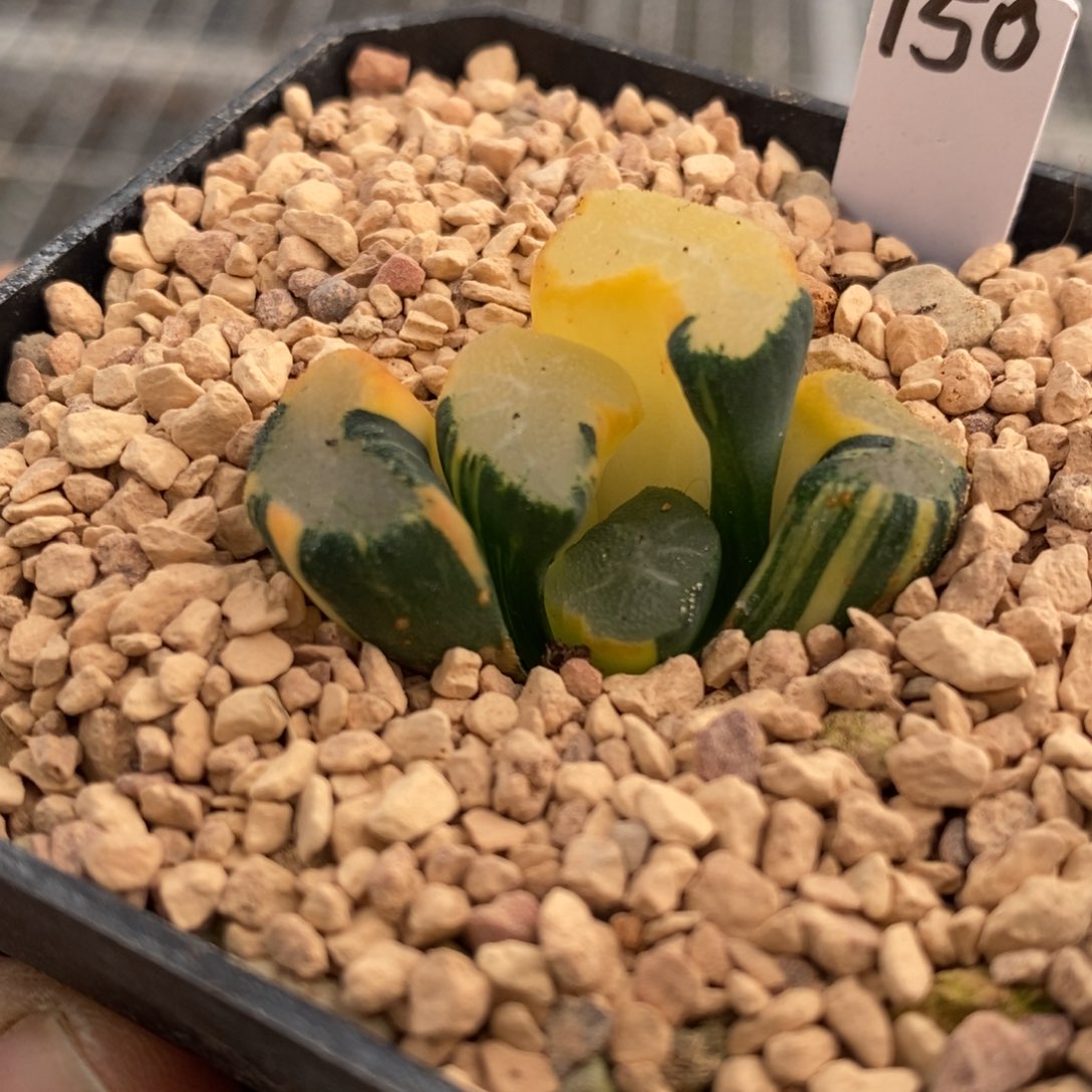 150号大明湖万象锦带盆