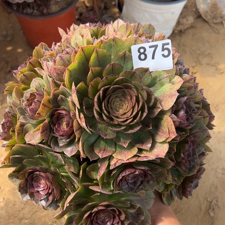 万拉丝多肉植物875